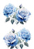 Blue Rose Bouquet Combo Duo 4 (#A047)