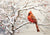 Still Wintry Woodland Cardinal 2 (#E034)-Decoupage Paper