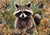 Hello Autumn Racoon 3 (#H091)-Decoupage Paper