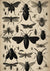 Hello Halloween Insect Collage (#I007)-Decoupage Paper