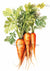 Vintage Watercolor Carrots 1 (#E097)