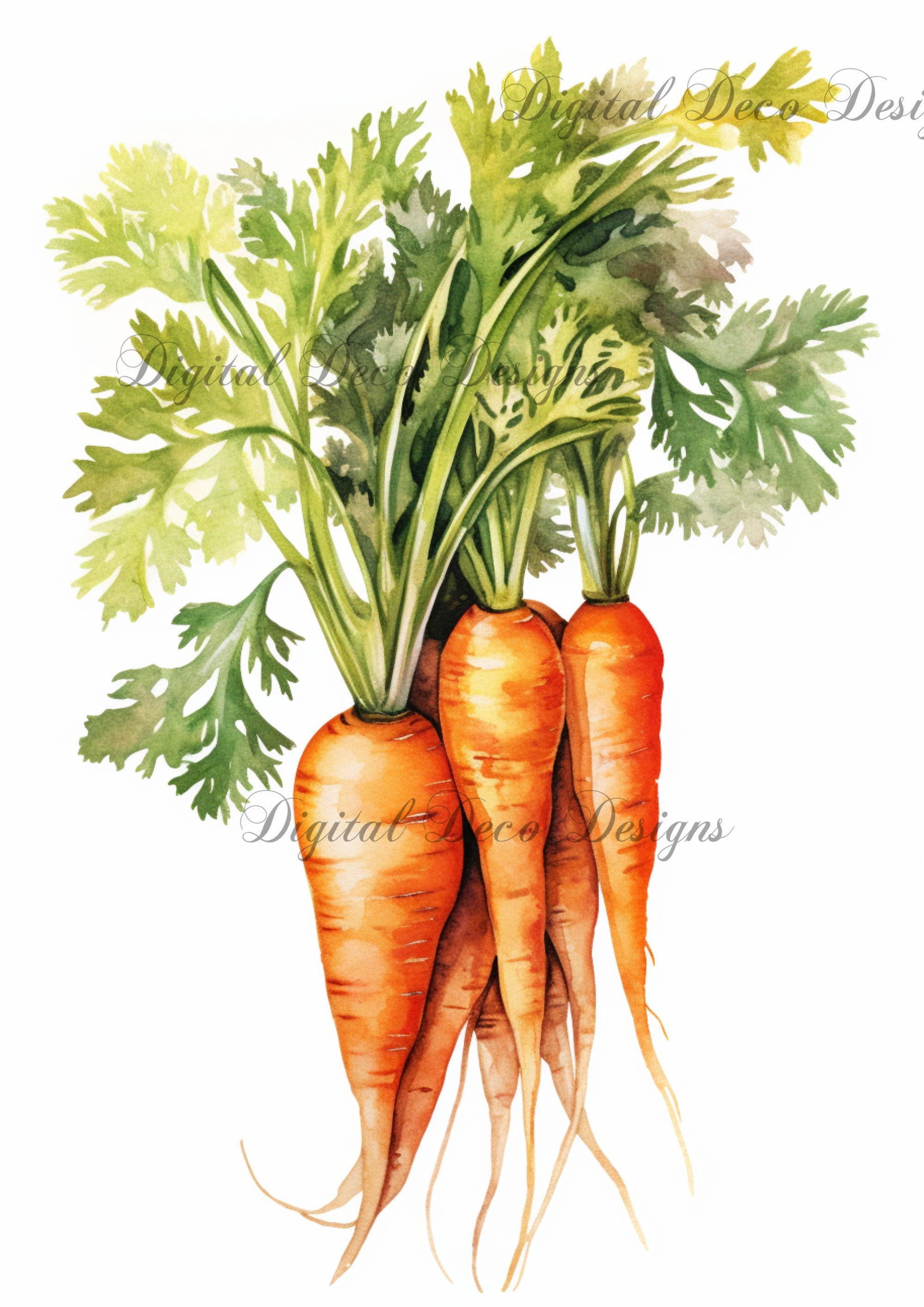 Vintage Watercolor Carrots Bundle (Print Only) (#Z060)