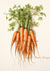 Vintage Watercolor Carrots 2 (#E098)