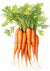 Vintage Watercolor Carrots 3 (#E099)